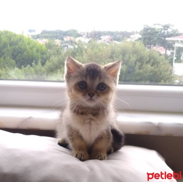 Scottish Fold, Kedi  Zeytin fotoğrafı