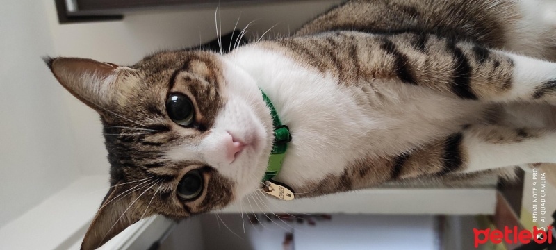 Tekir Kedi, Kedi  Ponti fotoğrafı