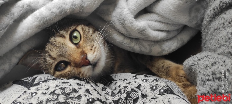 Tekir Kedi, Kedi  Şila fotoğrafı