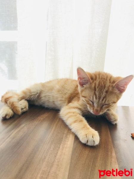 Sarman, Kedi  Sarin fotoğrafı