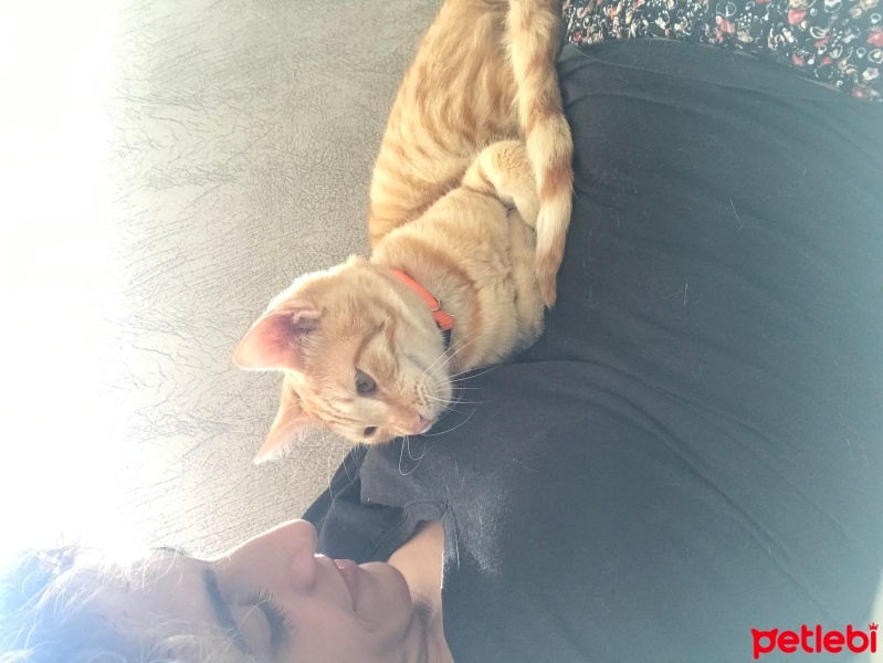 Sarman, Kedi  Sarin fotoğrafı