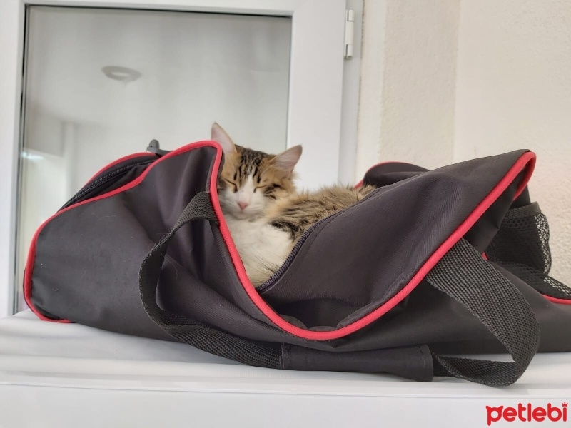 Norwegian Forest, Kedi  Cimcime fotoğrafı