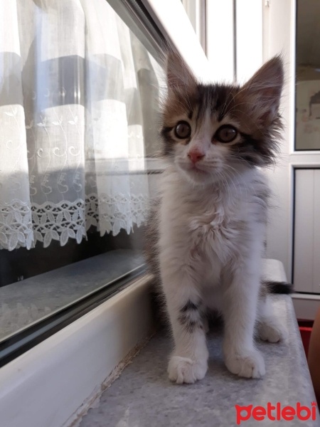 Norwegian Forest, Kedi  Cimcime fotoğrafı