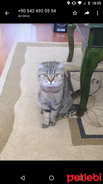 British Shorthair, Kedi  Mia fotoğrafı