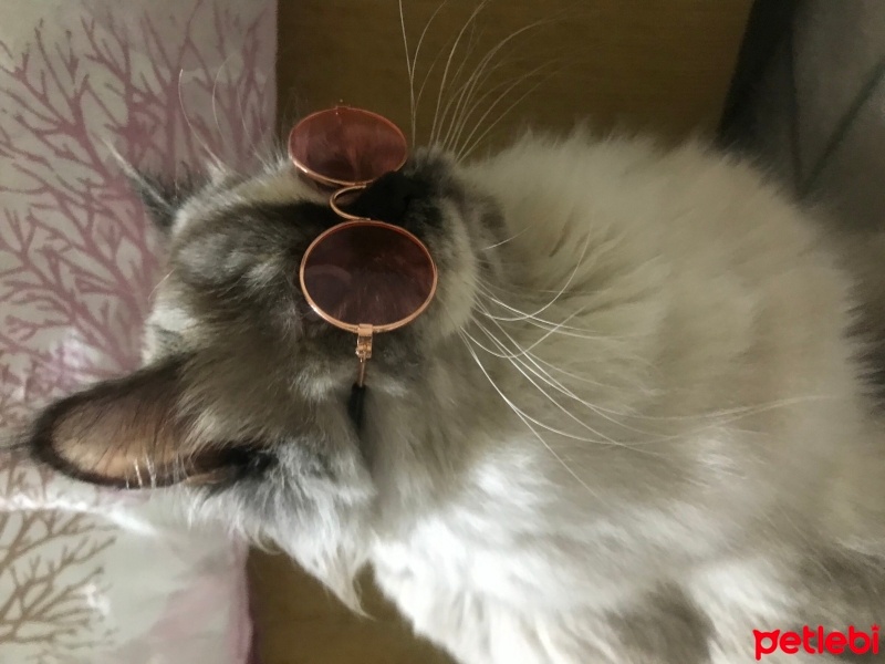 Himalayan, Kedi  Lila fotoğrafı