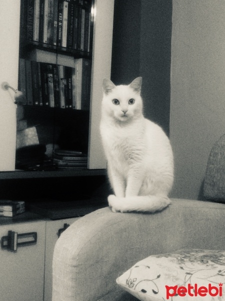 Ankara Kedisi, Kedi  PAMUK fotoğrafı