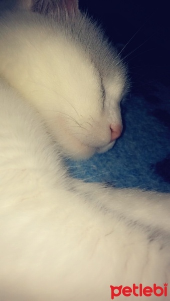 Ankara Kedisi, Kedi  PAMUK fotoğrafı