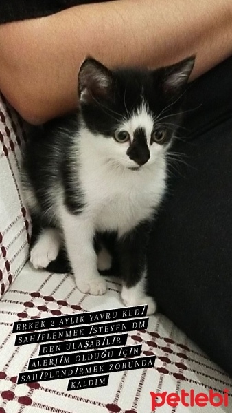 Tekir Kedi, Kedi  Gece fotoğrafı