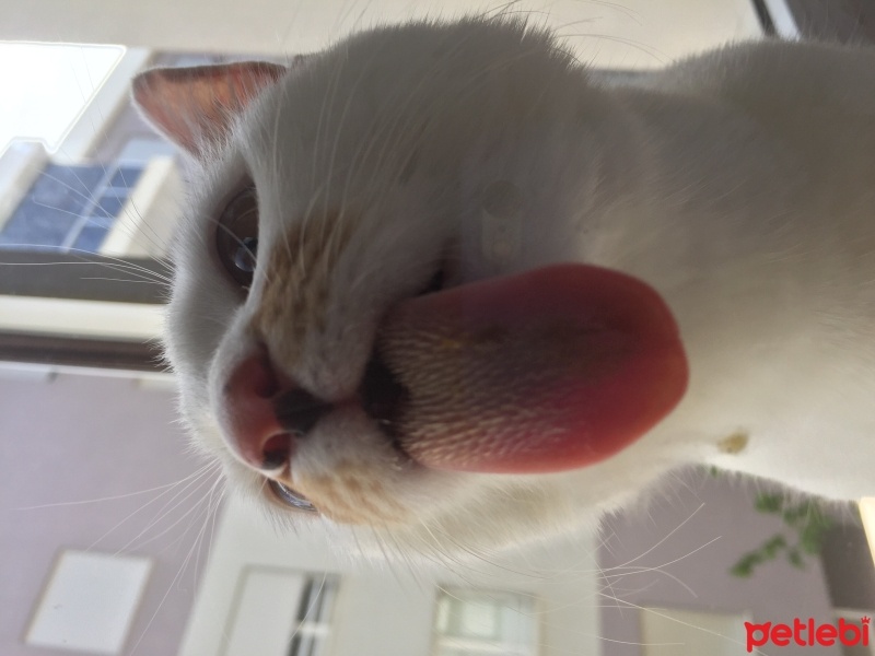 Tekir Kedi, Kedi  Zilli fotoğrafı