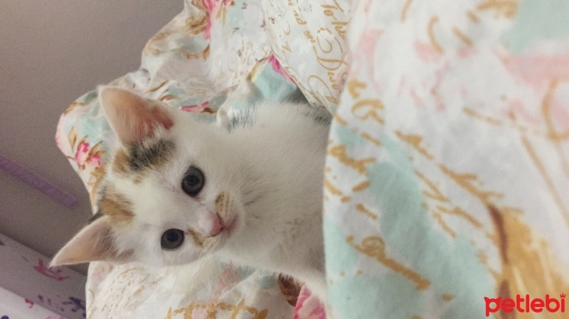Tekir Kedi, Kedi  Zilli fotoğrafı