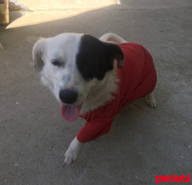 Sokö (Sokak Köpeği), Köpek  Pamuk fotoğrafı