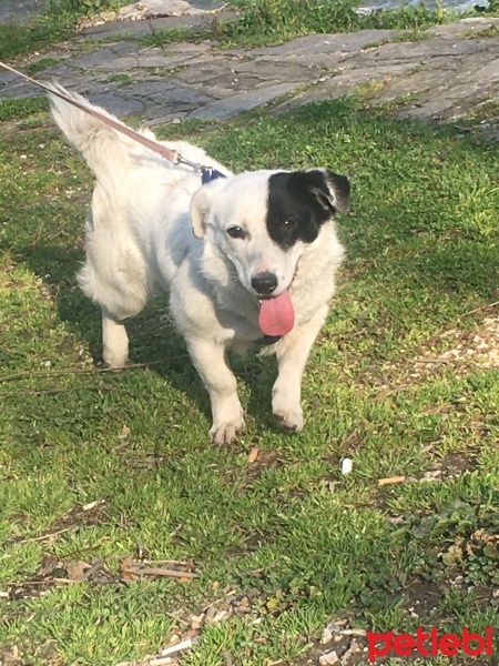 Sokö (Sokak Köpeği), Köpek  Pamuk fotoğrafı