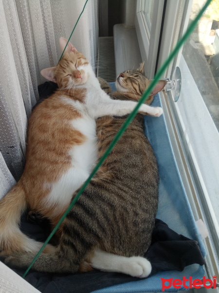 Tekir Kedi, Kedi  Tekir fotoğrafı