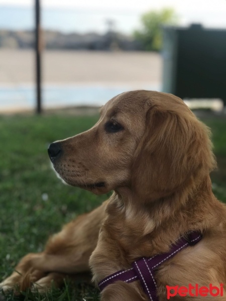 Golden Retriever, Köpek  Maya fotoğrafı