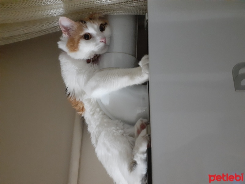 Tekir Kedi, Kedi  Tarçın fotoğrafı