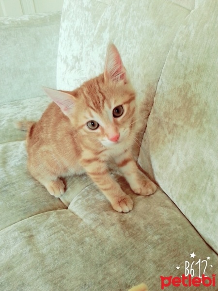 Tekir Kedi, Kedi  Reçel fotoğrafı