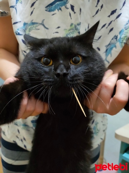 British Shorthair, Kedi  Şakir fotoğrafı