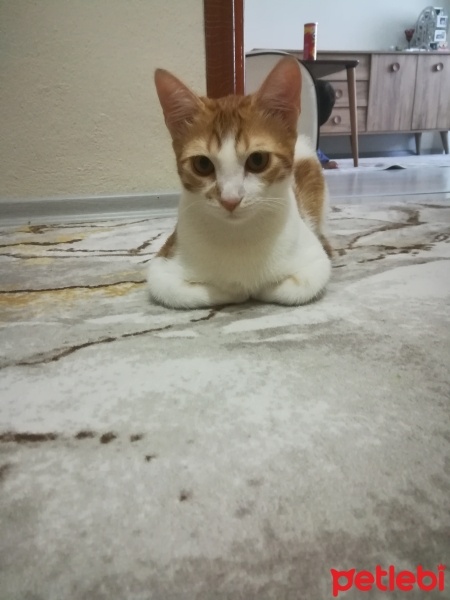Tekir Kedi, Kedi  Bal kaymak fotoğrafı