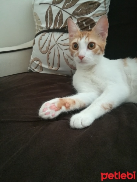Tekir Kedi, Kedi  Bal kaymak fotoğrafı