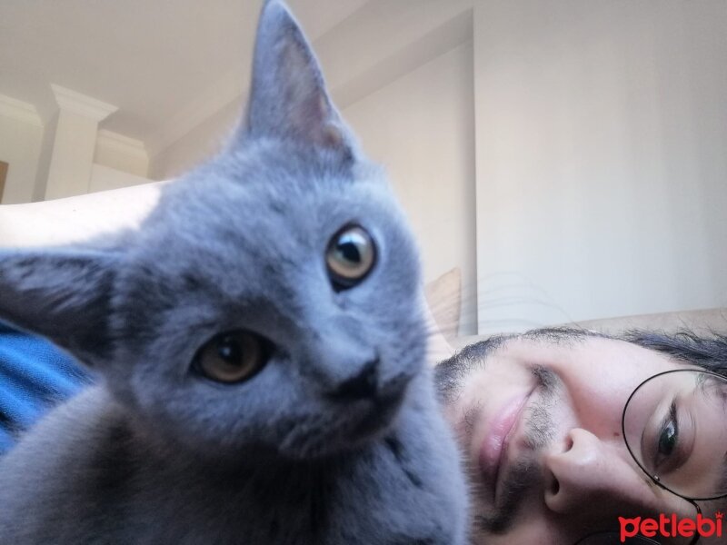 British Shorthair, Kedi  Patiş fotoğrafı