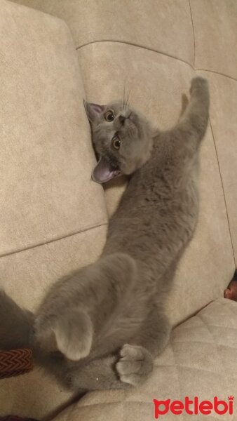 British Shorthair, Kedi  Patiş fotoğrafı