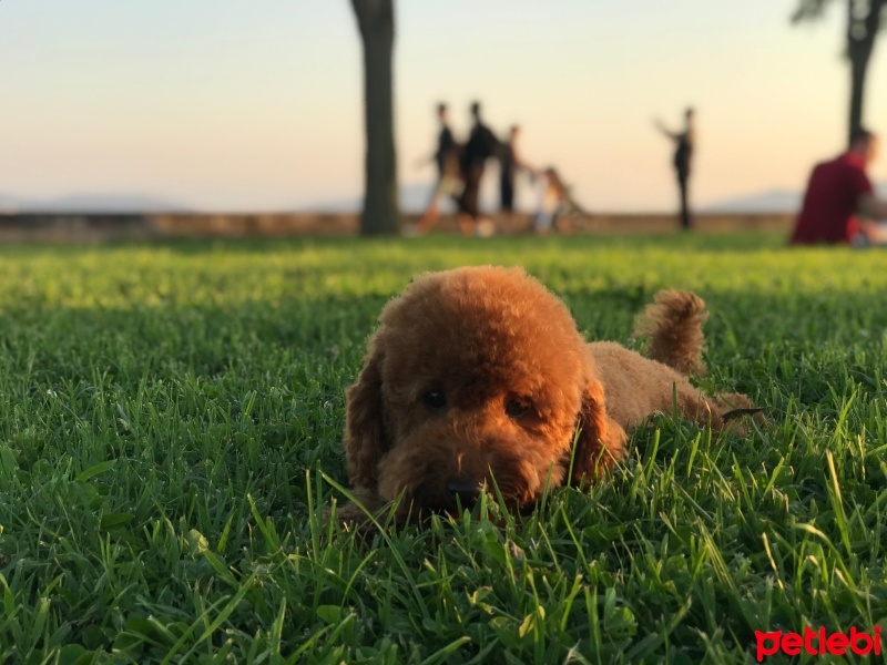 Poodle (Minyatür Kaniş), Köpek  Mars fotoğrafı