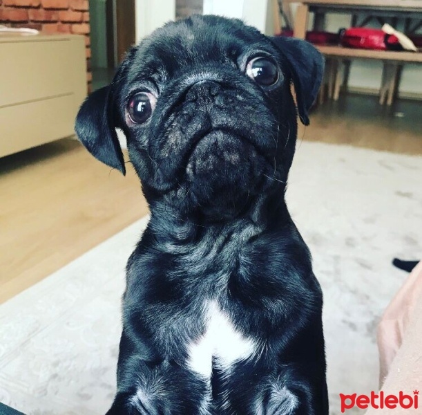 Pug, Köpek  goril fotoğrafı
