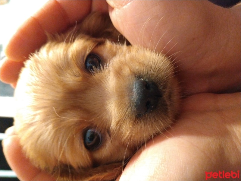 Amerikan Cocker Spaniel, Köpek  Huhi fotoğrafı