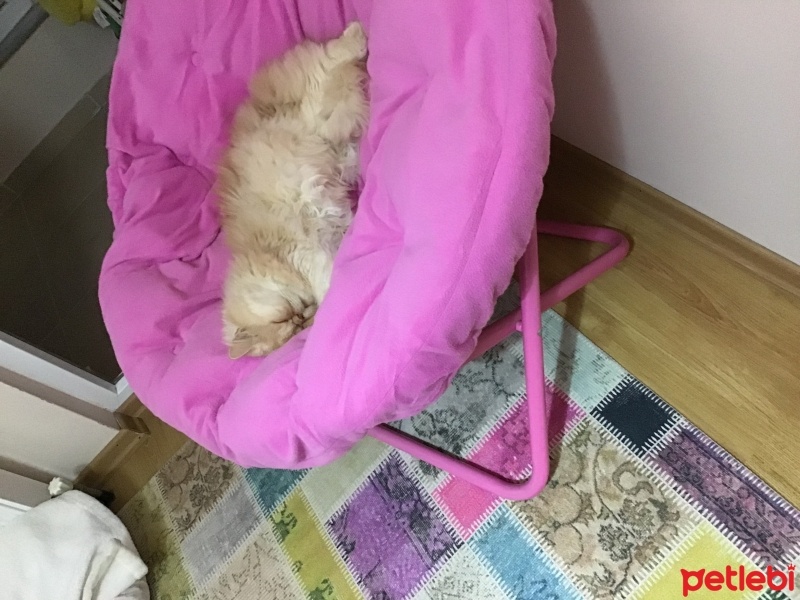 İran Kedisi (Persian), Kedi  Patik fotoğrafı