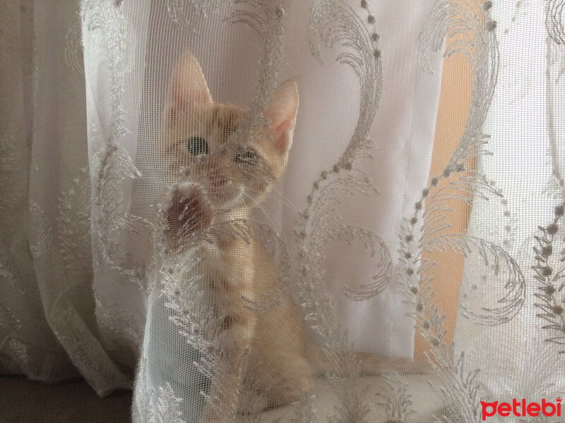 Tekir Kedi, Kedi  Tarçın fotoğrafı