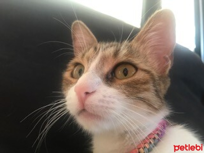 Tekir Kedi, Kedi  zilli fotoğrafı