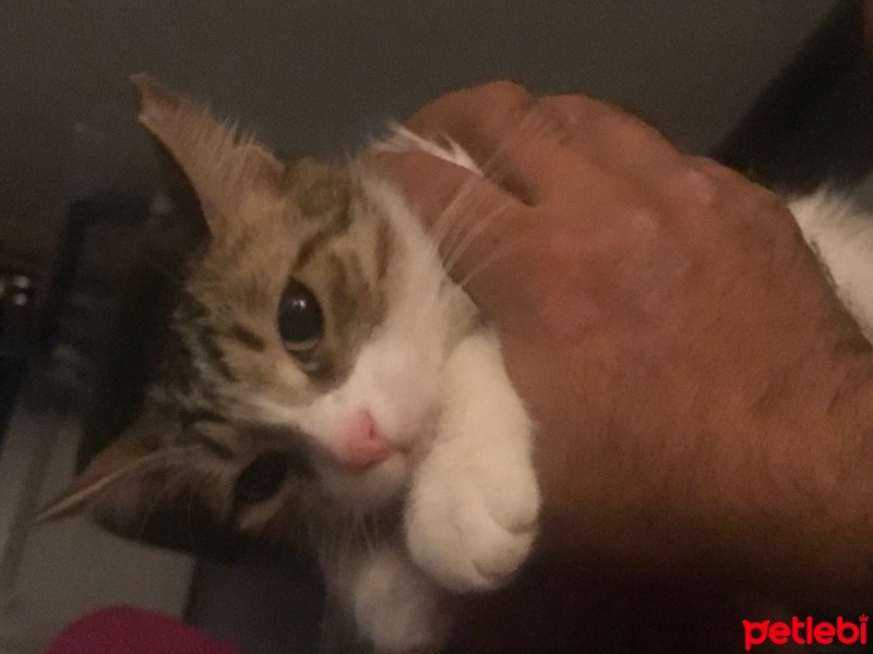 Tekir Kedi, Kedi  zilli fotoğrafı