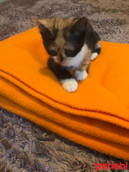 Soke, Kedi  Mia fotoğrafı