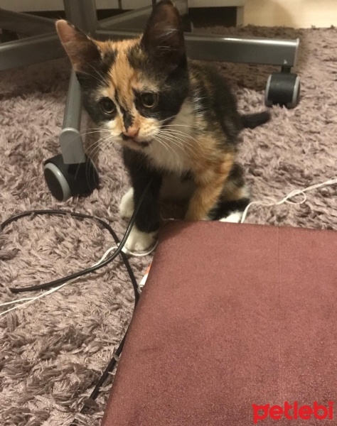 Soke, Kedi  Mia fotoğrafı