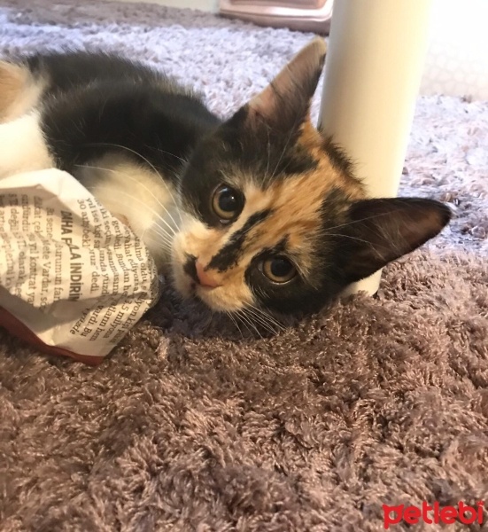 Soke, Kedi  Mia fotoğrafı