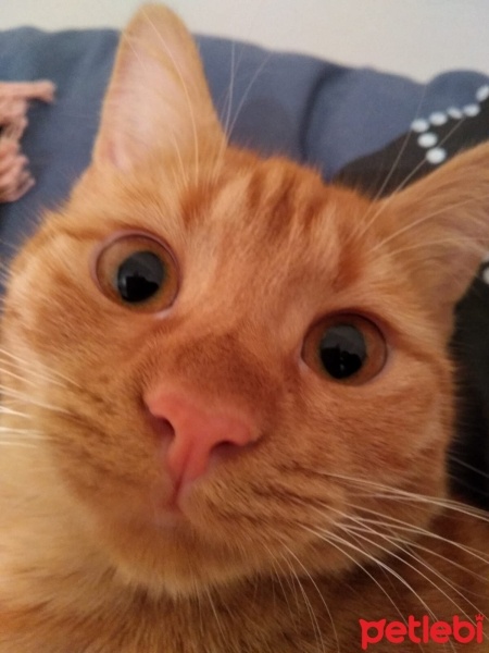 Sarman, Kedi  güneş fotoğrafı