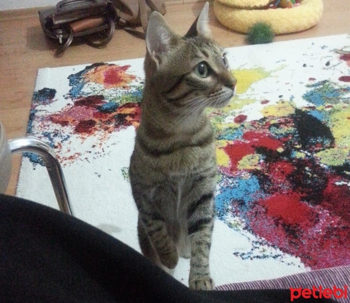 Tekir Kedi, Kedi  Sisi fotoğrafı