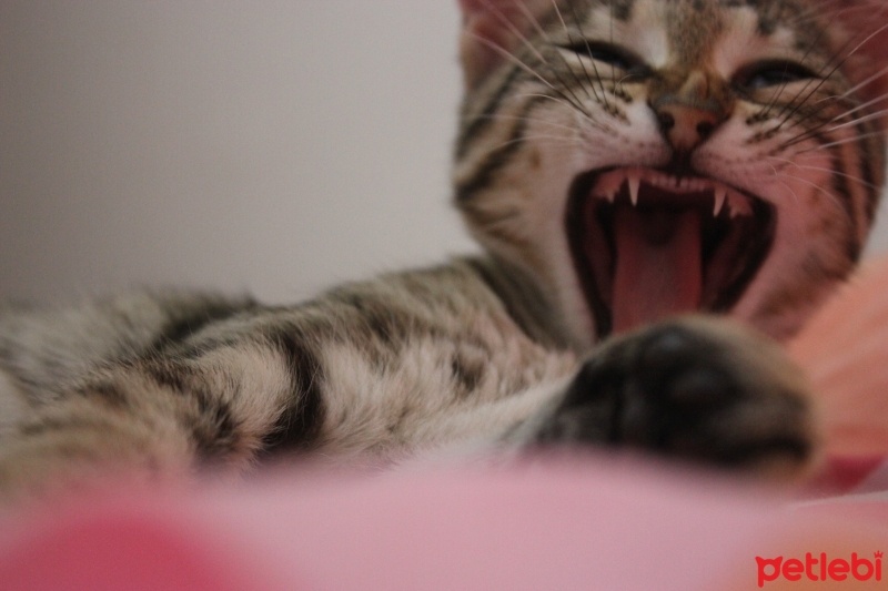 Tekir Kedi, Kedi  Sisi fotoğrafı