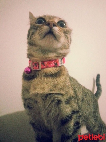 Tekir Kedi, Kedi  Sisi fotoğrafı