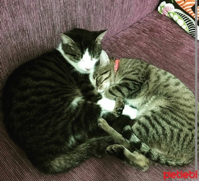 Tekir Kedi, Kedi  Sisi fotoğrafı