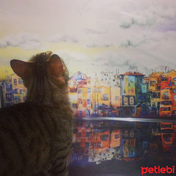 Tekir Kedi, Kedi  Sisi fotoğrafı