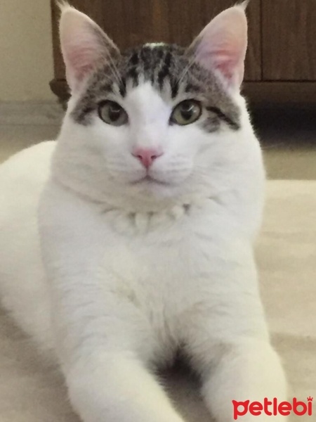 Tekir Kedi, Kedi  Şanslı fotoğrafı