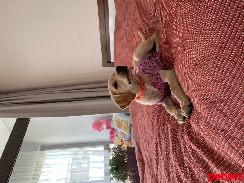 Golden Retriever, Köpek  Rose fotoğrafı