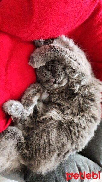 British Shorthair, Kedi  Budu fotoğrafı