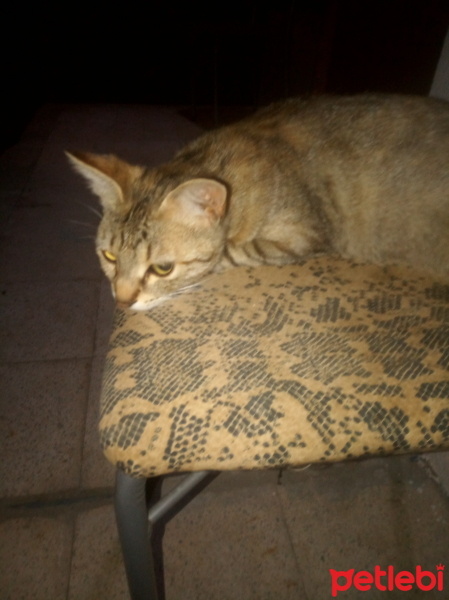 Tekir Kedi, Kedi  Bihter fotoğrafı