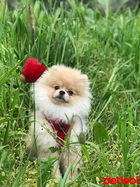 Pomeranyalı, Köpek  Mars fotoğrafı