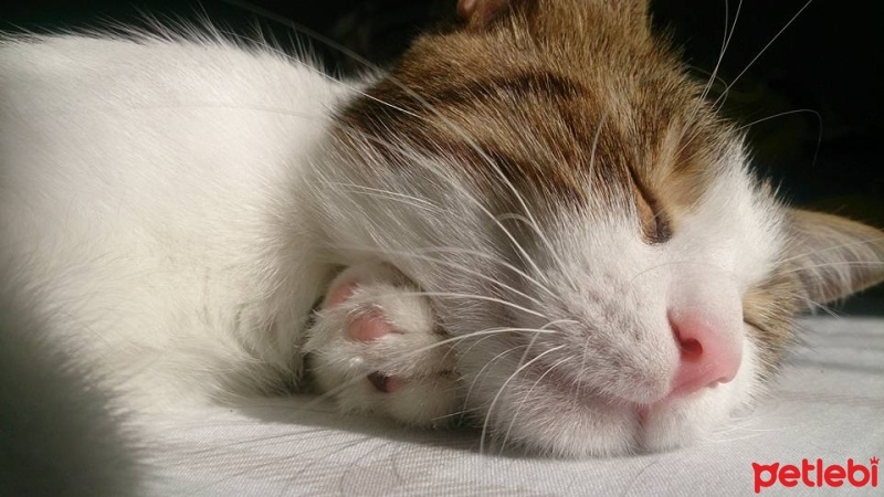 Tekir Kedi, Kedi  Pati fotoğrafı