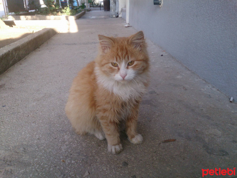 Tekir Kedi, Kedi  Pati fotoğrafı