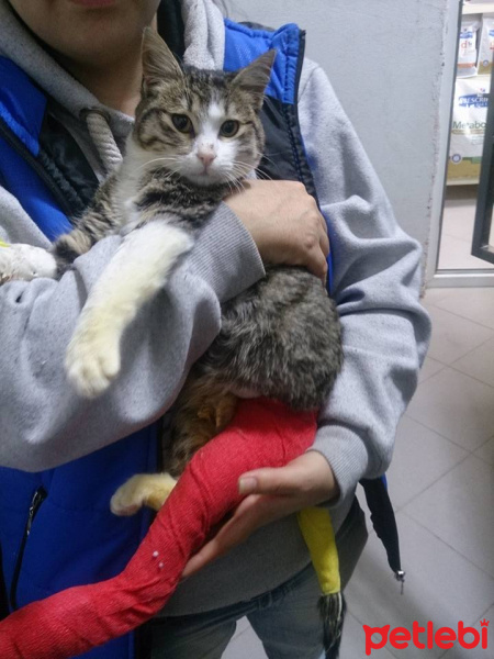 Tekir Kedi, Kedi  Pati fotoğrafı