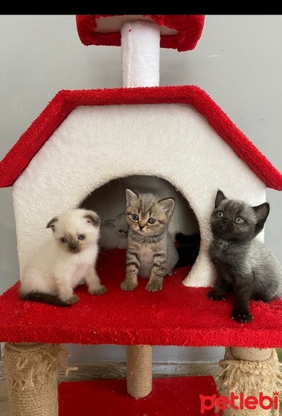 British Shorthair, Kedi  Şans fotoğrafı